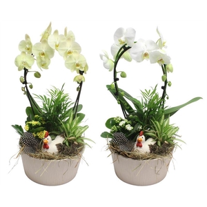 0904 TAUPE BOOG PHALEANOP