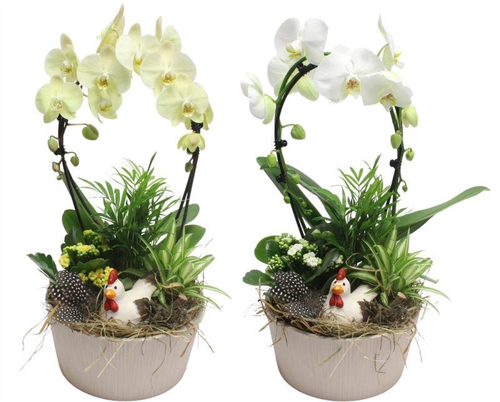 <h4>0904 TAUPE BOOG PHALEANOP</h4>