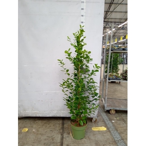 Ficus microcarpa 'Moclame'