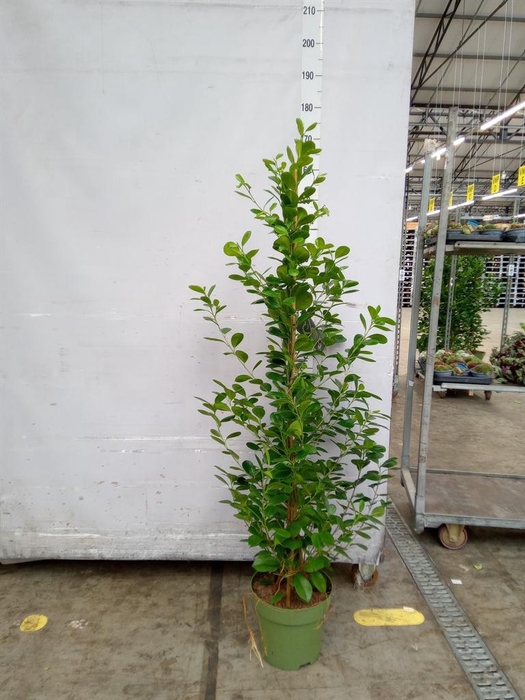 <h4>Ficus microcarpa 'Moclame'</h4>