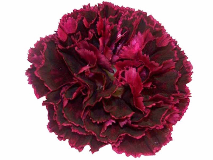 <h4>CRAVO BLACK HEART 070 CM</h4>