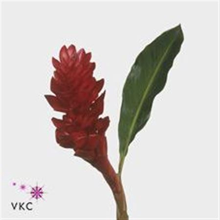 # Alpinia Jungle King Red **clearout**
