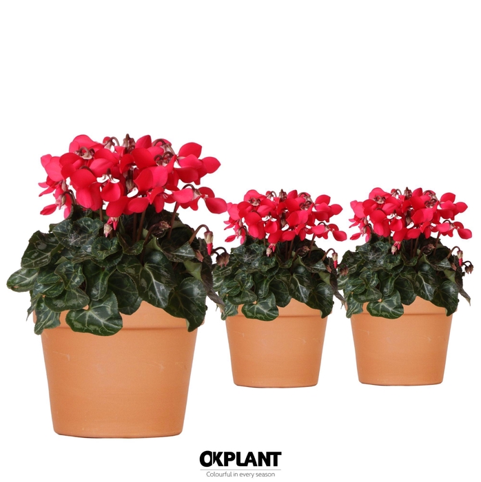 <h4>Cyclamen Djix red in Terracotta pot</h4>