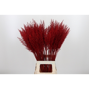 Calamagrostis Kl Bh Rood