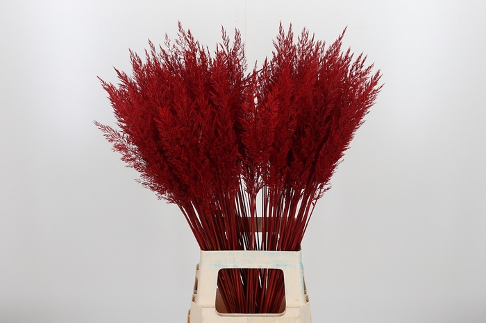 <h4>Calamagrostis Kl Bh Rood</h4>