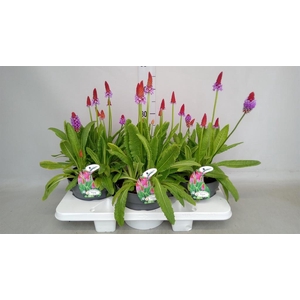 Primula vialii