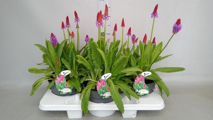 <h4>Primula vialii</h4>