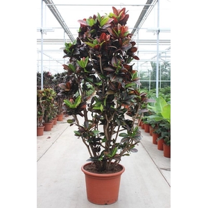 Codiaeum Petra