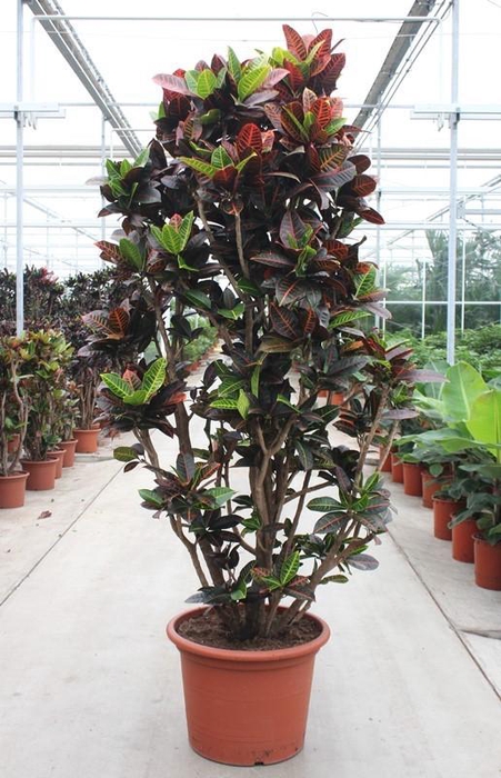 <h4>Codiaeum Petra</h4>