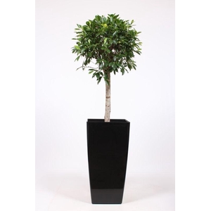 Ficus Nitida in Piza pot