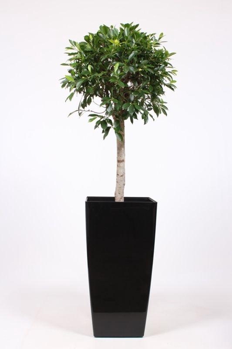<h4>Ficus Nitida in Piza pot</h4>