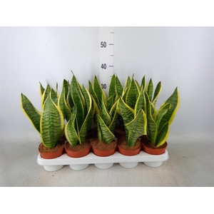 Sansevieria trifa. 'Futura Superba'