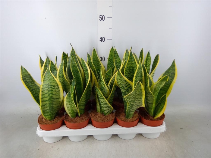 <h4>Sansevieria trifa. 'Futura Superba'</h4>