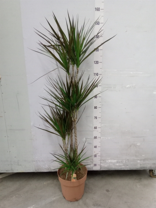 Dracaena marg. 'Magenta'