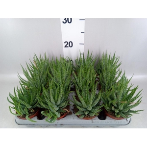 Aloe humilis