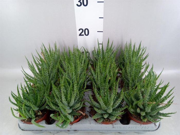 <h4>Aloe humilis</h4>
