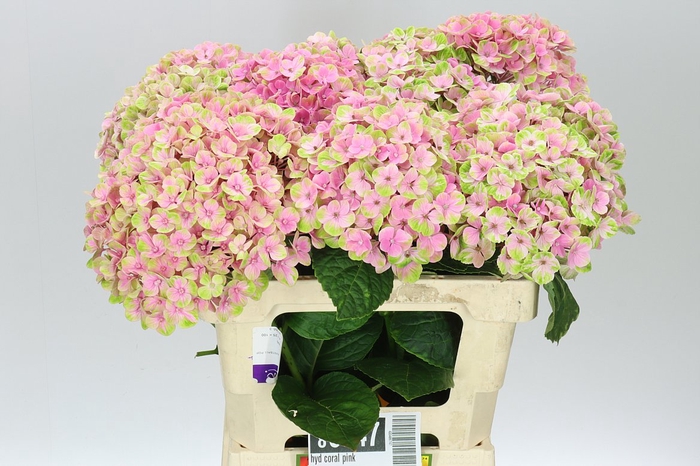<h4>Hyd Coral Pink</h4>