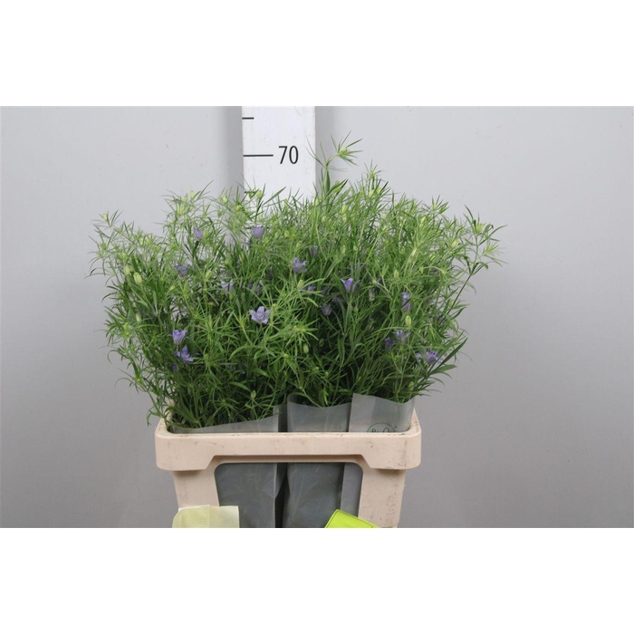 <h4>Nige Bucharica</h4>