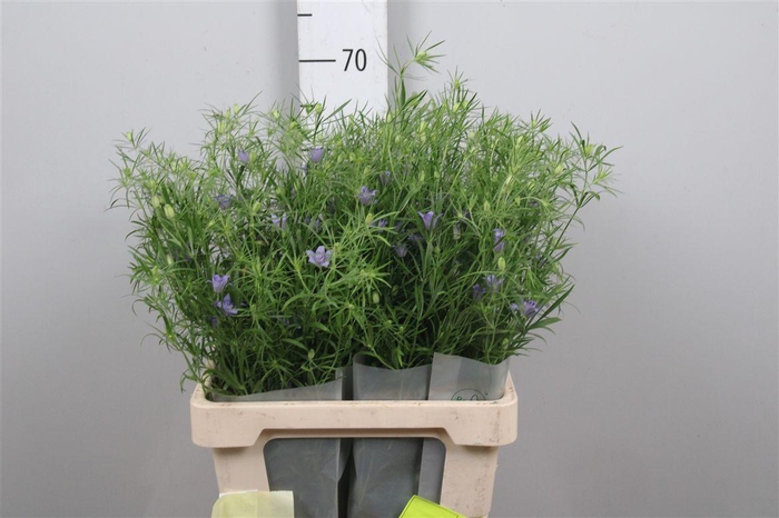 <h4>Nige Bucharica</h4>