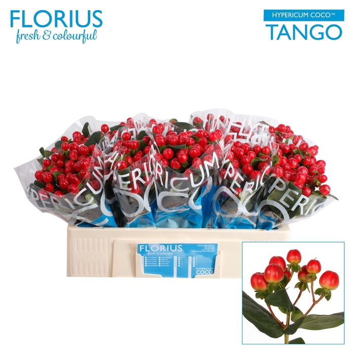 <h4>HYP COCO TANGO</h4>