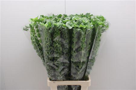 <h4>Moluccella Stuk</h4>