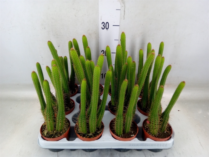 <h4>Cactus   ...</h4>