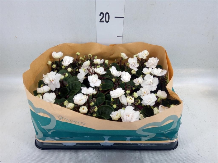 <h4>Saintpaulia   ...</h4>