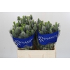 Eryngium Electric Dynamite