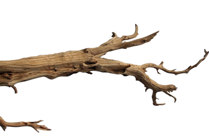 <h4>Branch Ghostwood H210</h4>