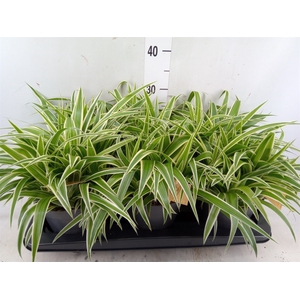 Chlorophytum com. 'Ocean'