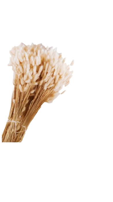 Lagurus Cream