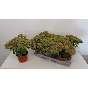 SEDUM HERBSTFREUDE