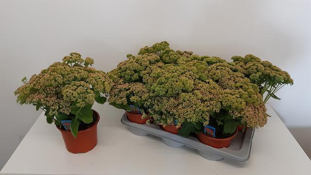 <h4>SEDUM HERBSTFREUDE</h4>