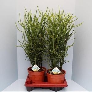 Bio Euphorbia tirucalli 35-TIRU19