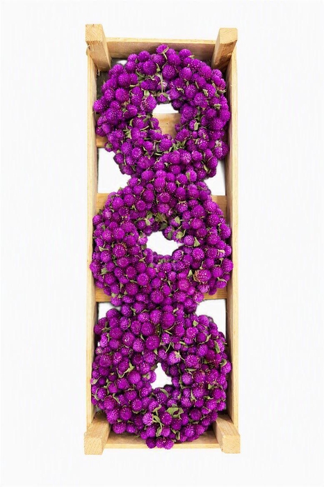 <h4>Wr Dried Gomphrena Hot Pink 20cm</h4>