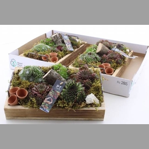 ARR SEMPERVIVUM