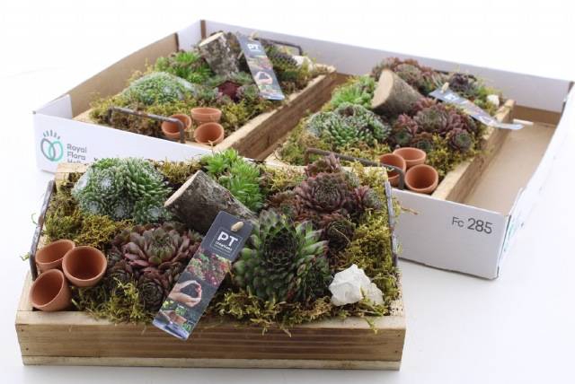 <h4>ARR SEMPERVIVUM</h4>