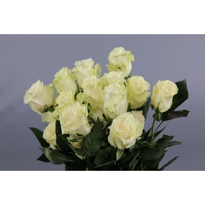 Rosa ec mondial