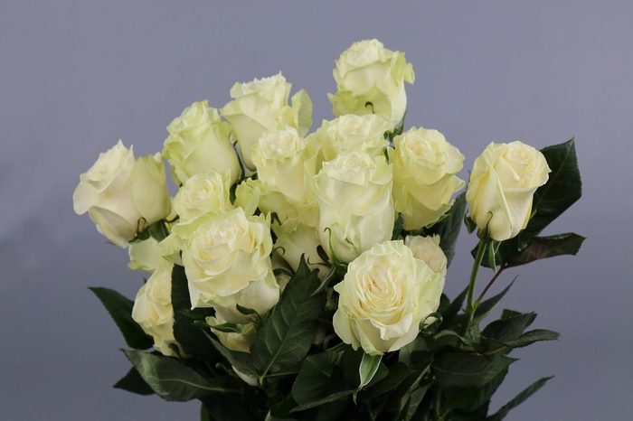 <h4>Rosa ec mondial</h4>