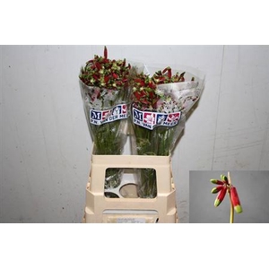 Dichel Red Princess