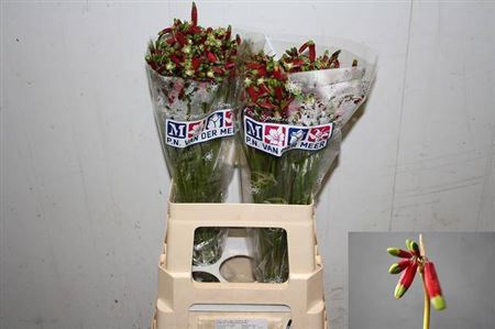 <h4>Dichel Red Princess</h4>