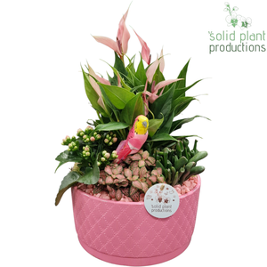 AT004 Stella Pink