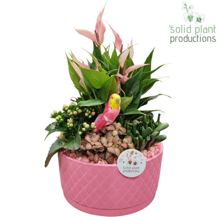 <h4>AT004 Stella Pink</h4>