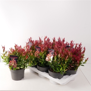 Leucothoe axillaris 'Little Flames' P17