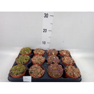 Lithops sp.