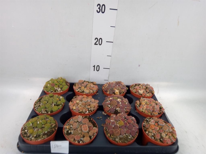 <h4>Lithops sp.</h4>