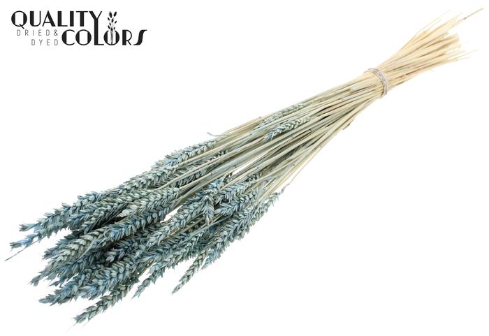 <h4>Triticum per bunch Intense Frosted Light Blue</h4>