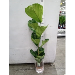 Ficus lyrata