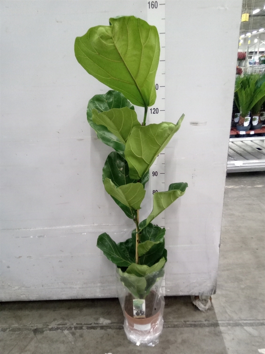 <h4>Ficus lyrata</h4>