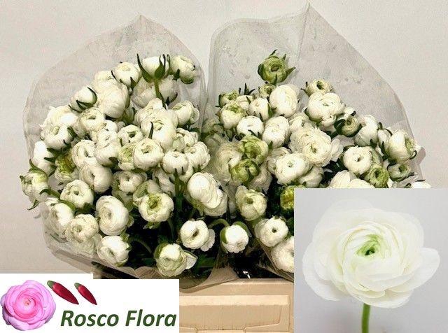 <h4>RAN EL WHITE</h4>